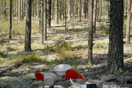 Garbage dump in a pine forest. Environmental pollution.