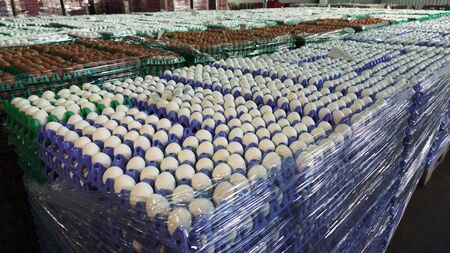 Chicken eggs at the poultry farm. farm, industry.の写真素材