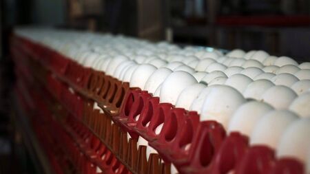 Chicken eggs at the poultry farm. farm, industry.