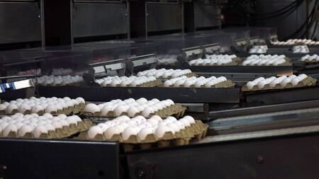 Chicken eggs at the poultry farm. farm, industry.の写真素材