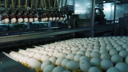 Chicken eggs at the poultry farm. farm, industry.の写真素材