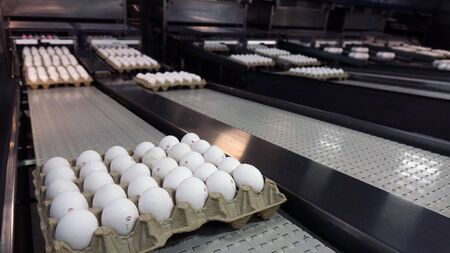 Chicken eggs at the poultry farm. farm, industry.の写真素材