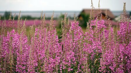 Ivan-tea blooms in the field. a perennial plant is one of willowherb family.の写真素材
