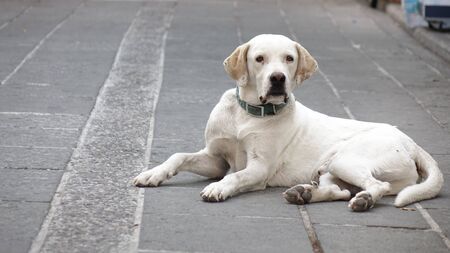White homeless stray dog lying on the streetの写真素材