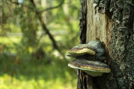 Chaga mushroom.Mushroom tinder on a tree in the forest