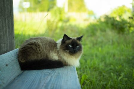 Domestic cat lying on a wooden bench.の写真素材