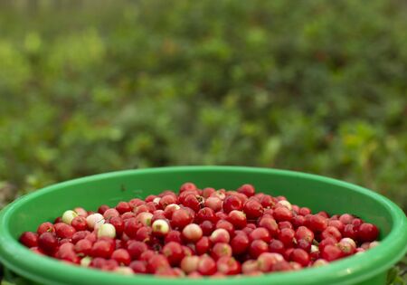 A plastic bucket of cranberries stands in a pine forestの写真素材