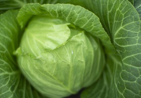 Head of white cabbage in the garden.の写真素材