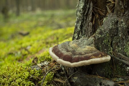 Chaga mushroom.Mushroom tinder on a tree in the forestの写真素材