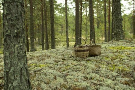 Basket in a pine forest. Basket for picking mushrooms and berries.の写真素材