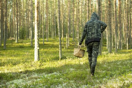 Mushroom picker with a basket in a pine forest. The young man goes through the woods in search of mushrooms.の写真素材