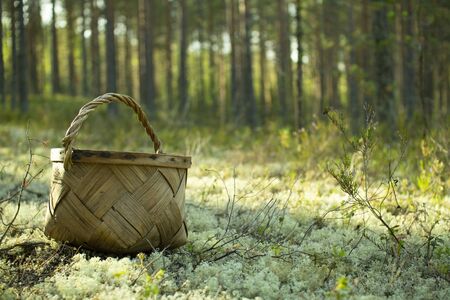 Basket in a pine forest. Basket for picking mushrooms and berries.の写真素材