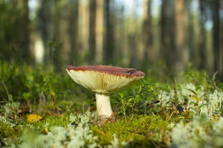 Edible mushroom plantation pine forests.の写真素材