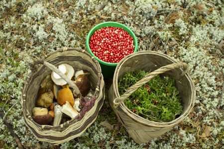 Basket in a pine forest. Basket for picking mushrooms and berries.の写真素材