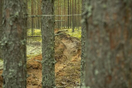 Prevention of forest fires. Protection of forests from fires. Young pine trees in the forest on a Sunny day.の写真素材