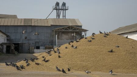 Grain-eating pigeons. Flocks of gray birds on a huge pile of grain.の写真素材
