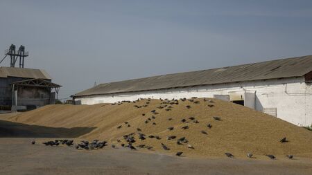 Grain-eating pigeons. Flocks of gray birds on a huge pile of grain.の写真素材