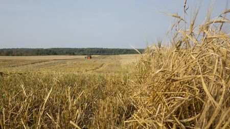 Wheat field.Yellow grain is ready for harvest growing in the farm fieldの写真素材