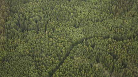 Pine forests from a bird's eye view. Ecology of the planet.