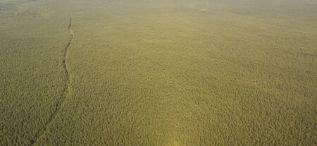 Pine forests from a bird's eye view. Ecology of the planet.の写真素材