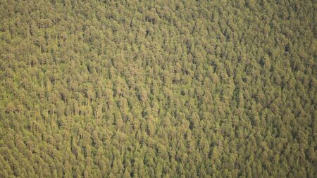 Pine forests from a bird's eye view. Ecology of the planet.の写真素材