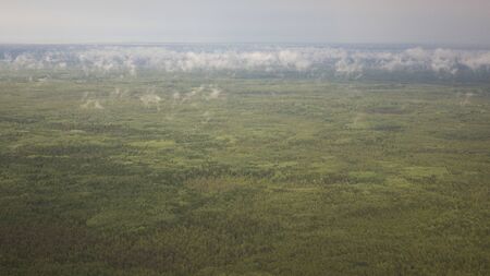 Pine forests from a bird's eye view. Ecology of the planet.の写真素材