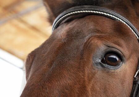 Close-up of the horse's faceの写真素材