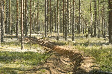 Fire ditch in a pine forest. Preventive measures to protect forests from fires. Fire safetyの写真素材
