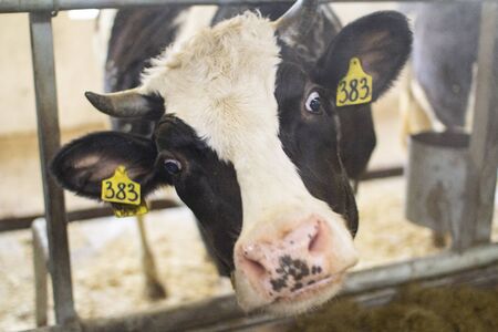 cows and calves on a livestock farm.の写真素材