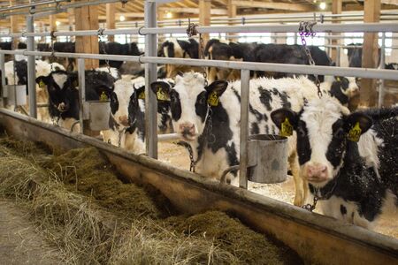 cows and calves on a livestock farm.の写真素材