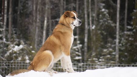 Big red dog in the snow on a hill against a forest background.の写真素材