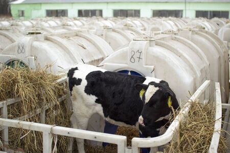 Calves on a livestock farm. Young calves are quarantined in separate plastic cagesの写真素材