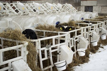 Calves on a livestock farm. Young calves are quarantined in separate plastic cagesの写真素材