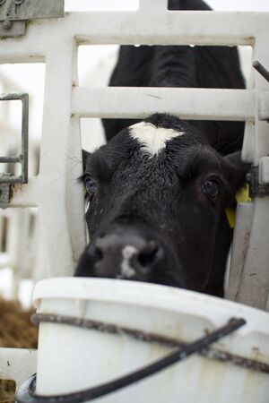 Calves on a livestock farm. Young calves are quarantined in separate plastic cagesの写真素材