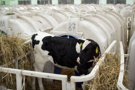 Calves on a livestock farm. Young calves are quarantined in separate plastic cagesの写真素材