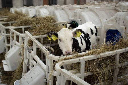 Calves on a livestock farm. Young calves are quarantined in separate plastic cagesの写真素材