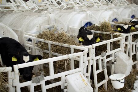 Calves on a livestock farm. Young calves are quarantined in separate plastic cagesの写真素材