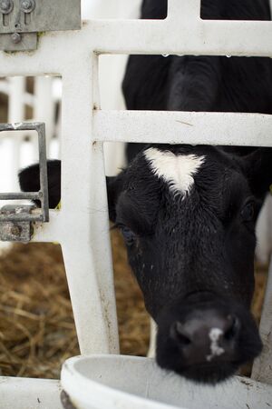 Calves on a livestock farm. Young calves are quarantined in separate plastic cagesの写真素材