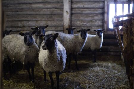 A herd of domestic sheep on a livestock farm. Sheep, rams and lambs in the barn.