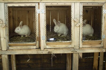 White rabbits in wooden cages. A family of rabbits on a farmの写真素材