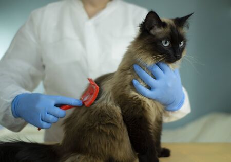 A specialist takes care of animals using a special tool. Hair salon for catsの写真素材
