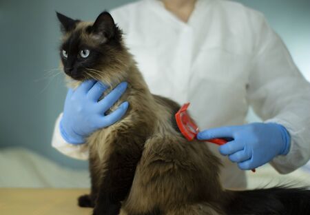 A specialist takes care of animals using a special tool. Hair salon for catsの写真素材
