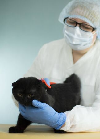 A specialist takes care of animals using a special tool. Hair salon for cats.の写真素材