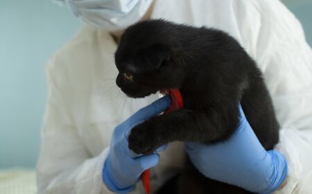 A specialist takes care of animals using a special tool. Hair salon for cats.の写真素材