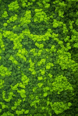 Moss wall, green wall decoration made of natural moss. Green background.の写真素材