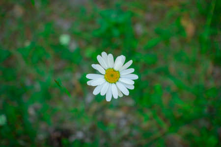 Flower of a forest Daisy on a blurred background of grassの写真素材