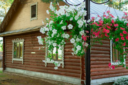Petunia flowers in pots. Flower pot hanging on the background of a wooden house.の写真素材