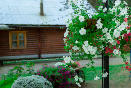 Petunia flowers in pots. Flower pot hanging on the background of a wooden house.の写真素材