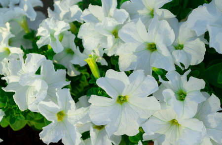 Petunia. A delicate flower. The Bush petunias. Flower bed.の写真素材
