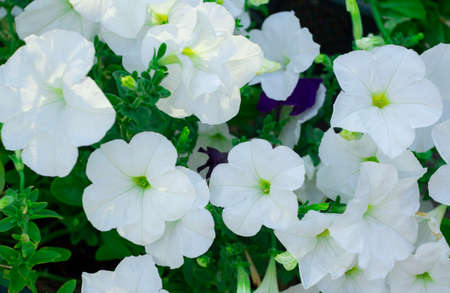 Petunia. A delicate flower. The Bush petunias. Flower bed.の写真素材